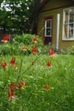 Aquilegia canadensis, Wild Columbine