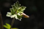 Aquilegia canadensis, Wild Columbine