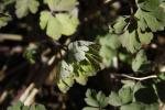 Aquilegia canadensis, Wild Columbine