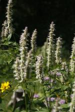 Agastache scrophulariifolia, Purple Giant Hyssop