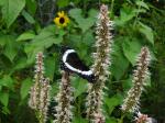 Agastache scrophulariifolia, Purple Giant Hyssop