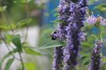 Agastache foeniculum, Anise Hyssop