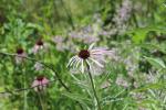 ~ Echinacea pallida, Pale Purple Coneflower