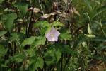Hibiscus moscheutos, Swamp Rose-mallow 