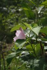 Hibiscus moscheutos, Swamp Rose-mallow 