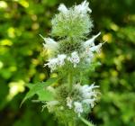Blephilia hirsuta, Hairy Wood Mint