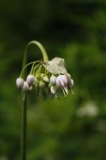 Allium cernuum, Nodding Onion