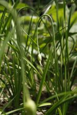Allium cernuum, Nodding Onion