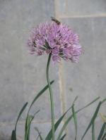 Allium stellatum, Prairie Onion