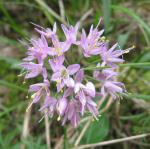 Allium stellatum, Prairie Onion