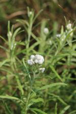 Anaphalis margaritacea, Pearly Everlasting