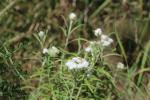 Anaphalis margaritacea, Pearly Everlasting
