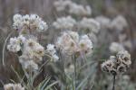 Anaphalis margaritacea, Pearly Everlasting