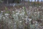 Anaphalis margaritacea, Pearly Everlasting