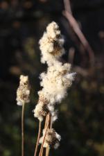 Anemone virginiana, Thimbleweed