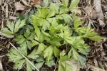 Anemone virginiana, Thimbleweed