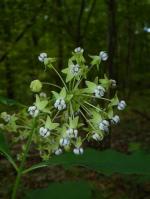Asclepias exaltata, Poke Milkweed