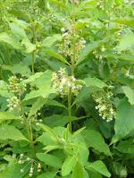 Asclepias exaltata, Poke Milkweed