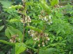 Asclepias exaltata, Poke Milkweed
