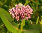 Asclepias sullivantii, Prairie Milkweed 