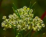 Asclepias verticillata, Whorled Milkweed