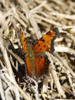 Boehmeria cylindrica, Smallspike False Nettle 