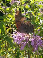 Boehmeria cylindrica, Smallspike False Nettle 