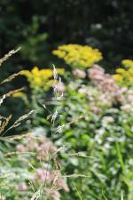 Calamagrostis canadensis, Canadian Bluejoint