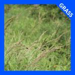 Calamagrostis canadensis, Canadian Bluejoint