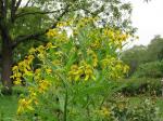 Verbesina alternifolia, Wingstem 