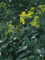 Verbesina alternifolia, Wingstem 