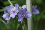 Tradescantia ohiensis, Ohio Spiderwort