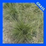 Sporobolus heterolepis, Prairie Dropseed 