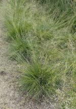 Sporobolus heterolepis, Prairie Dropseed 