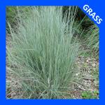 Schizachyrium scoparium, Little Bluestem