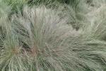 Schizachyrium scoparium, Little Bluestem