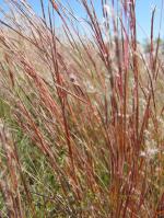 Schizachyrium scoparium, Little Bluestem