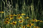 Rudbeckia hirta, Black-Eyed-Susan 