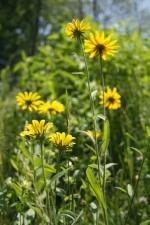 Rudbeckia hirta, Black-Eyed-Susan 