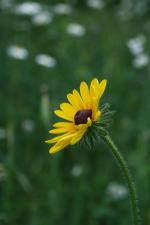 Rudbeckia hirta, Black-Eyed-Susan 