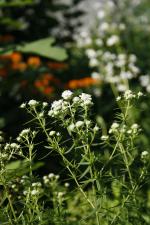 Pycnanthemum virginianum, Virginia Mountain Mint