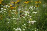 Pycnanthemum virginianum, Virginia Mountain Mint