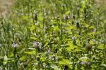 Prunella vulgaris var. lanceolata, Lance-Leaved Self-Heal