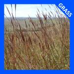 Andropogon gerardii, Big Bluestem
