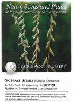 Bouteloua curtipendula, Side-Oats Grama