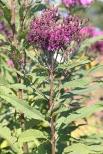 Vernonia gigantea, Tall Ironweed
