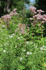 Symphyotrichum lanceolatum, Panicled Aster 