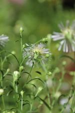 Symphyotrichum lanceolatum, Panicled Aster 