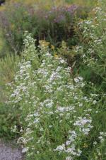 Symphyotrichum lanceolatum, Panicled Aster 