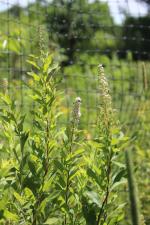 Spiraea alba, White Meadowsweet